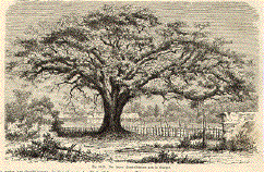 Der sogennte Humboltbaum von la Guayre