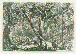 The Banyon Tree