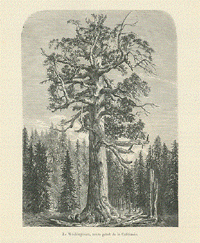 Washingtonia, arbre geant de la California