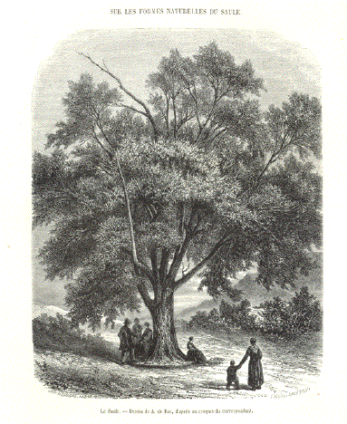 Saule - Eillow Tree - Weide
