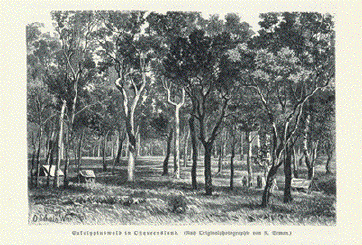 Eucalyptus forest Qeensland