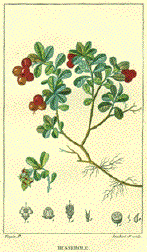 Bearberry - Busserole